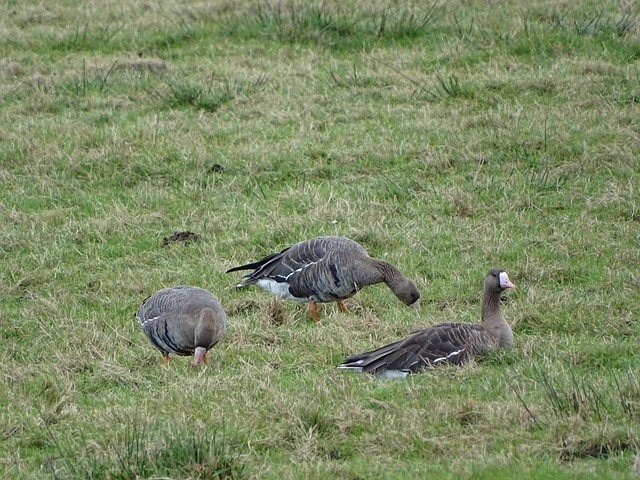板凳奇兵纳 板凳奇兵纳